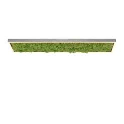 Green Knut LED-loftlampe med ægte mos